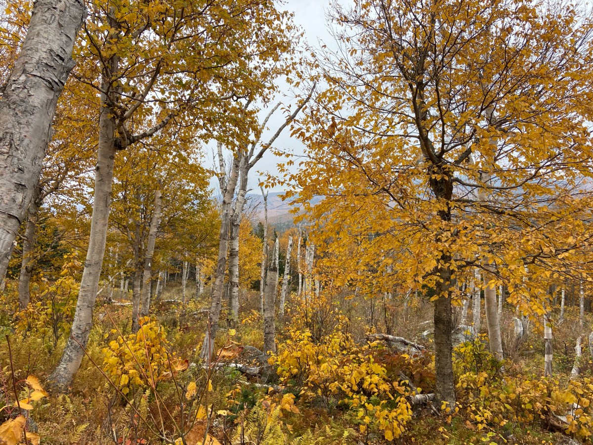 Carter Dome via Rainbow Trail in Peak&nbsp;Foliage!